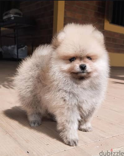 Female pomeranian for sale. WHATSAPP :‪ +1 (484),718‑9164‬