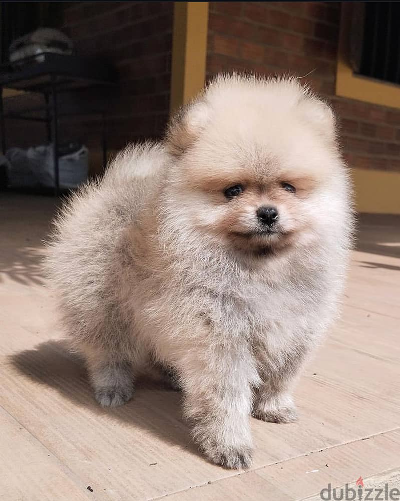 Trained pomeranian for sale.   WhatsApp me +1 (908) 768‑4279 0