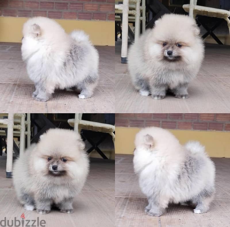 Trained pomeranian for sale.   WhatsApp me +1 (908) 768‑4279 2