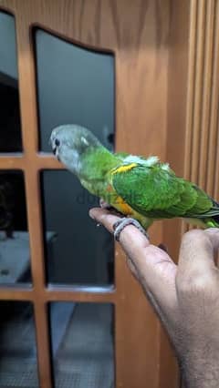 4 Senegal Parrots ( Breeding pair, One baby, One Adult)