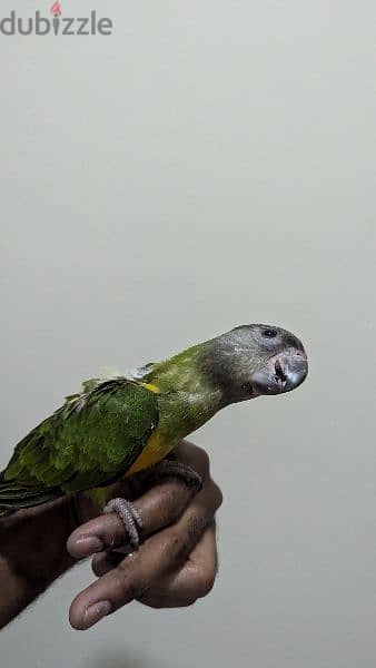 4 Senegal Parrots ( Breeding pair, One baby, One Adult) 1