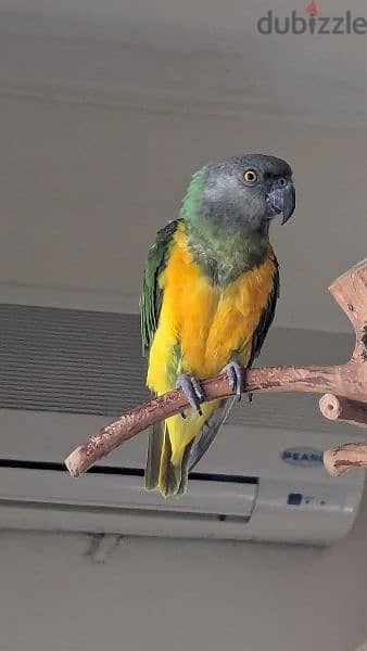 4 Senegal Parrots ( Breeding pair, One baby, One Adult) 2