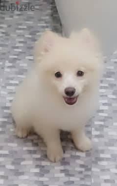 Pomeranian Cute Male Dog for Sale 0