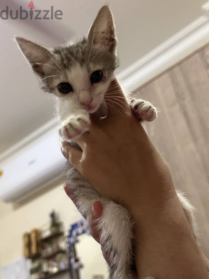 Kitten for adoption 3