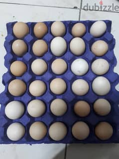 organic chicken eggs urgent for sale. .