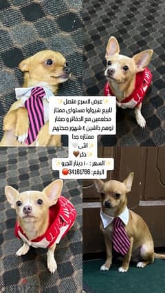 For sale, Chihuahua four month old good health 0