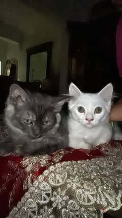 Persian cats