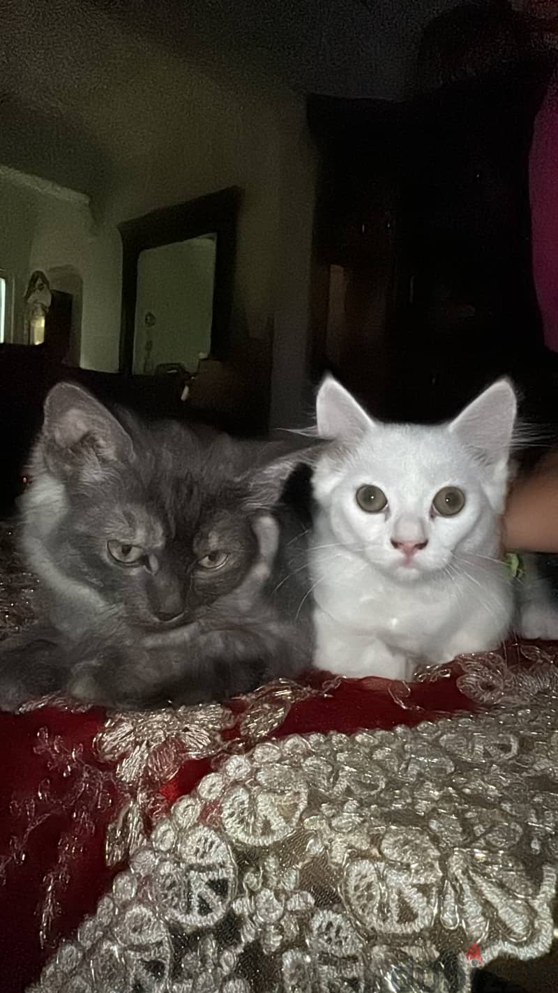 Persian cats 0