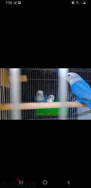 Lovebirds for sale 1