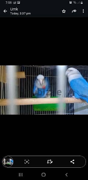 Lovebirds for sale 2