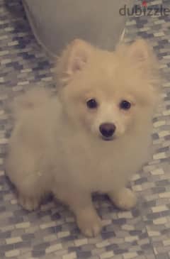 pomeranian