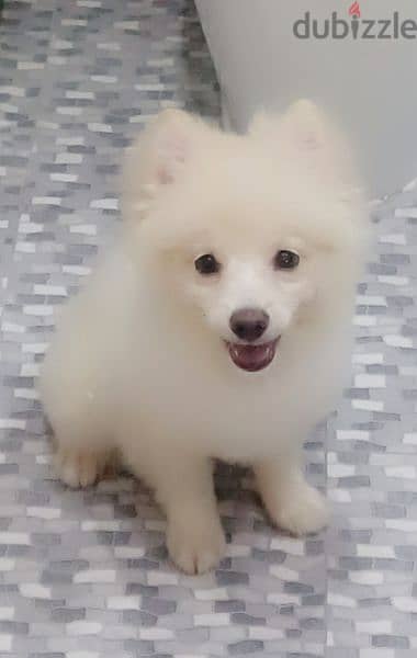 pomeranian dog for sale 1