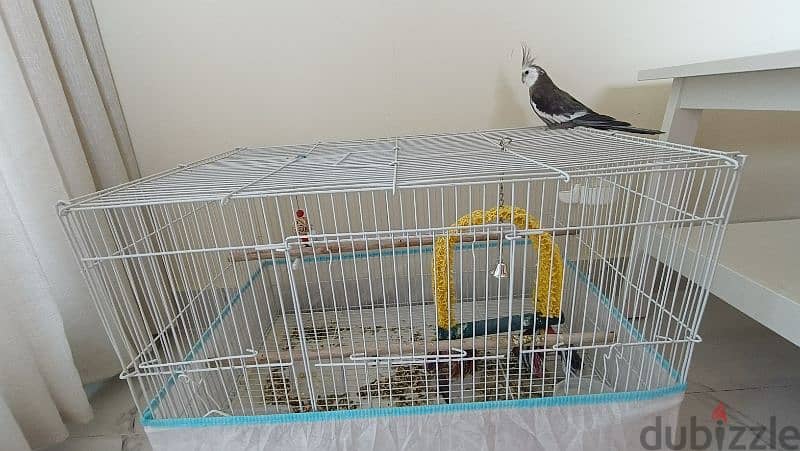 Cocktail bird with cage 2