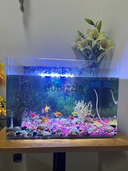 aquarium for sale 3