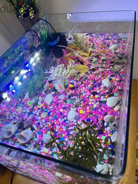 aquarium for sale 4