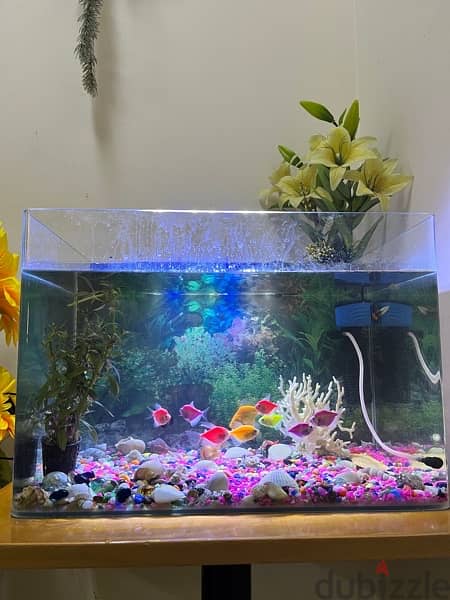 aquarium for sale 5