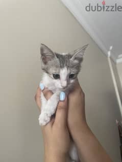 Kitten for free