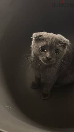 Scottish fold female cat pregnant looking for new home 0