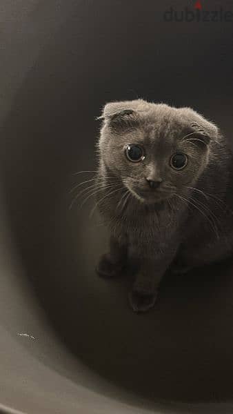 Scottish fold female cat pregnant looking for new home 0