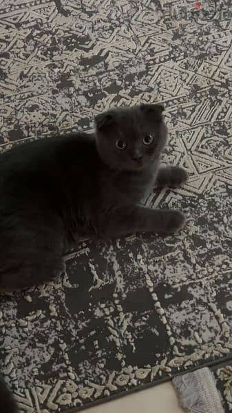 Scottish fold female cat pregnant looking for new home 2