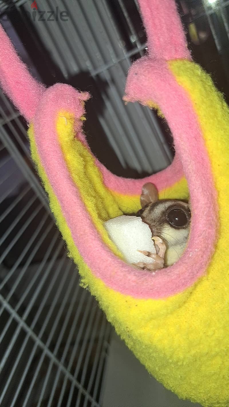 Suger glider for sale 2