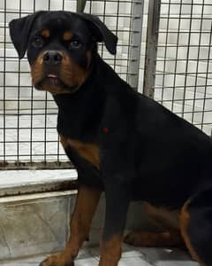 Rottweiler puppy يرو روتوايلر 0