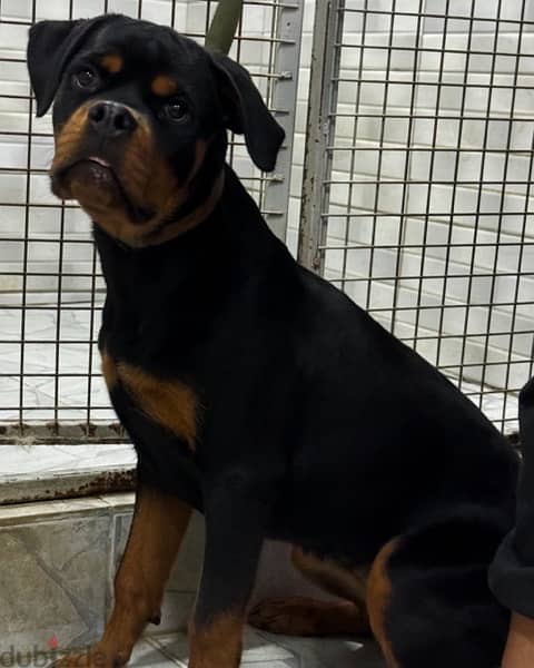 Rottweiler puppy يرو روتوايلر 1