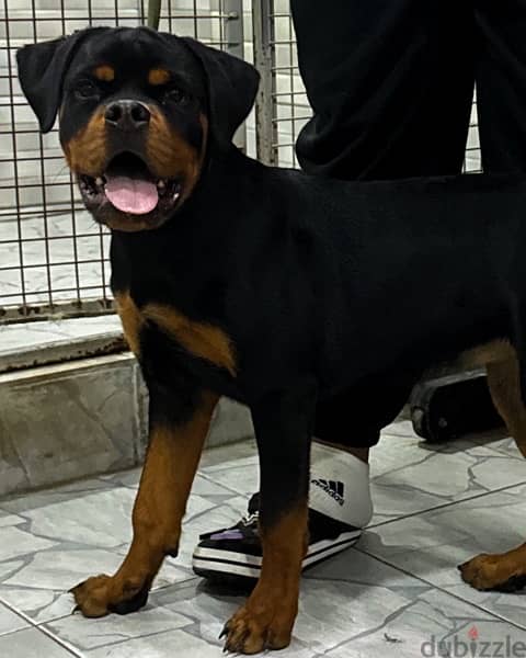 Rottweiler puppy يرو روتوايلر 2