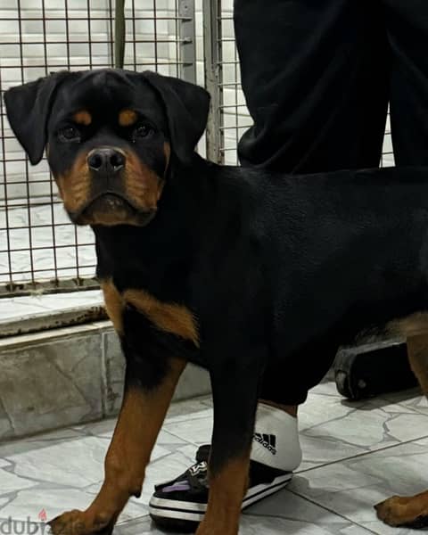 Rottweiler puppy يرو روتوايلر 3