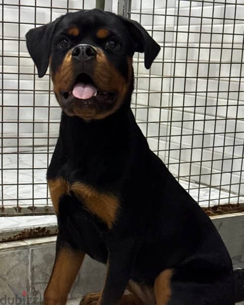 Rottweiler puppy يرو روتوايلر 4