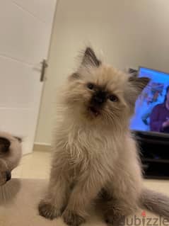 Himalayan kittens pire long hair كتنز هيمالايا بيور لونق هير