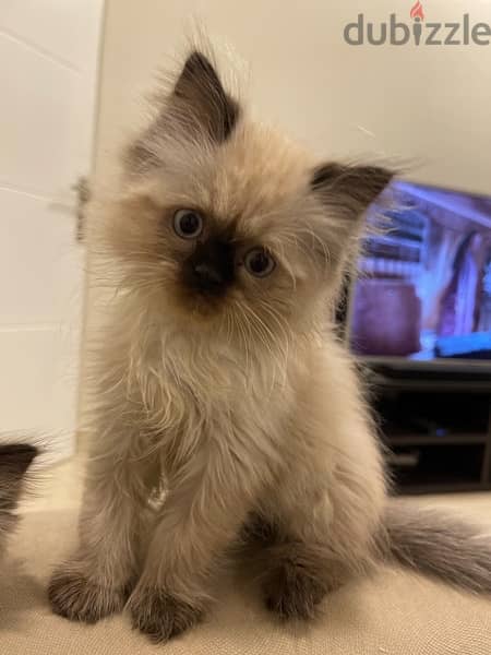 Himalayan kittens pire long hair كتنز هيمالايا بيور لونق هير 1