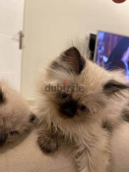 Himalayan kittens pire long hair كتنز هيمالايا بيور لونق هير 2