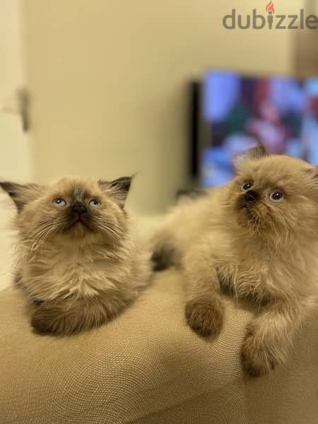 Himalayan kittens pire long hair كتنز هيمالايا بيور لونق هير 4