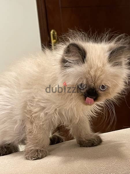 Himalayan kittens pire long hair كتنز هيمالايا بيور لونق هير 5