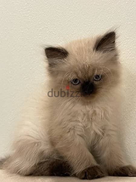 Himalayan kittens pire long hair كتنز هيمالايا بيور لونق هير 7