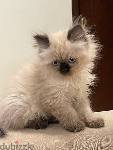 Himalayan kittens pire long hair كتنز هيمالايا بيور لونق هير 8