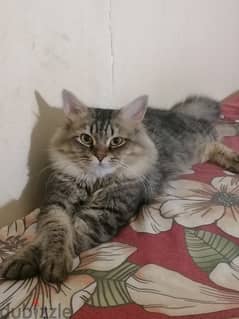 Male Persian cat for Adoption  (WhatsApp 38132127)