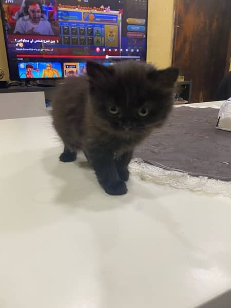 kitten for sale 4