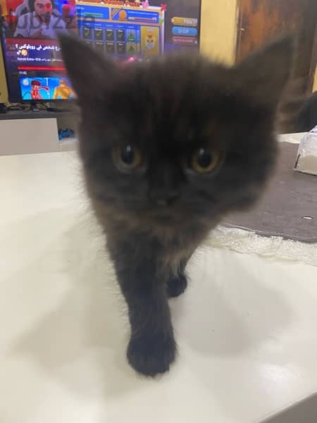 kitten for sale 5