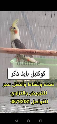 كوكتيل