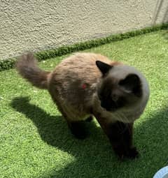 Cute female Himalayan cat for adoption 0