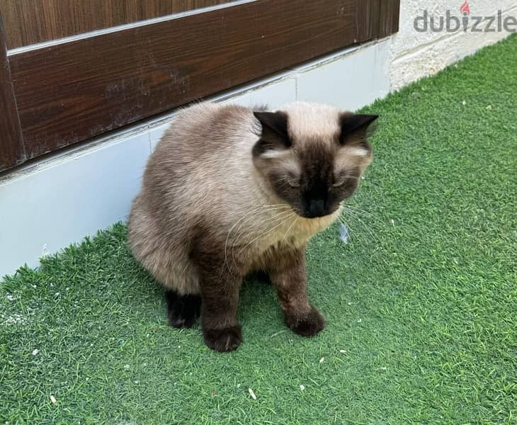 Cute female Himalayan cat for adoption 1