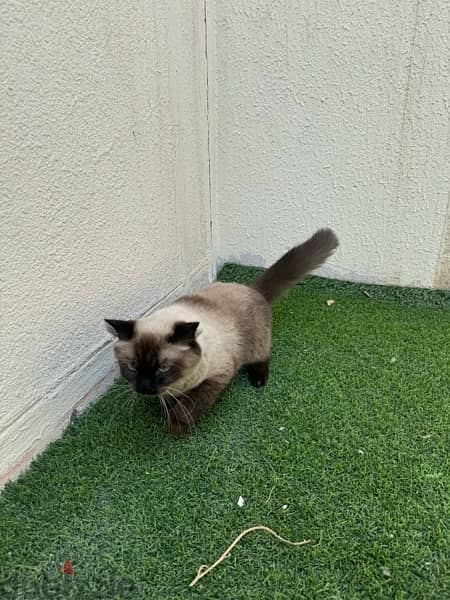 Cute female Himalayan cat for adoption 2