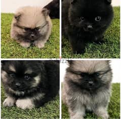 Mini Pomeranian