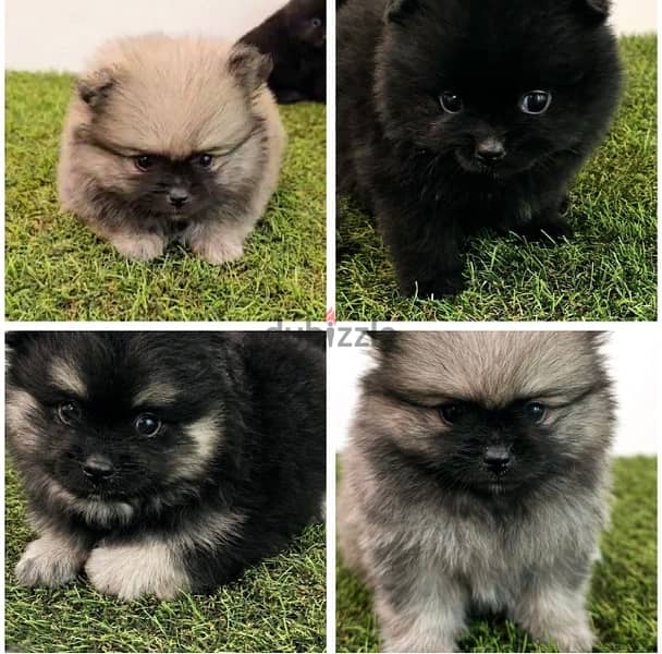 Mini Pomeranian 0