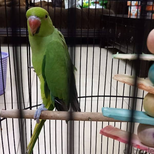 Untamed Male Parrot 1