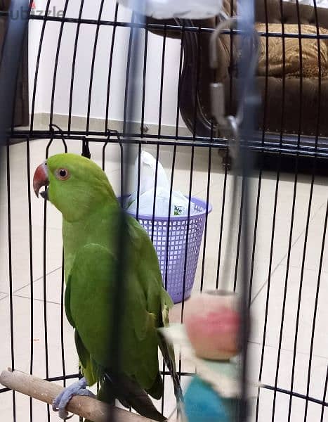 Untamed Male Parrot 2