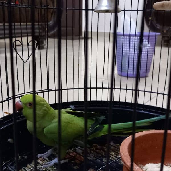 Untamed Male Parrot 3