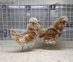 Frizzled Polish chicken for sale 0